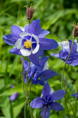 Aquilegia jucunda