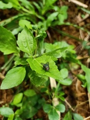 Calliphoridae