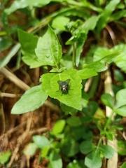 Calliphoridae