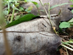 Taeniapterinae