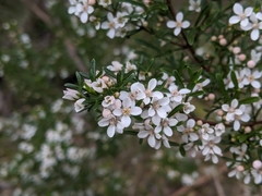 Cyanothamnus anemonifolius