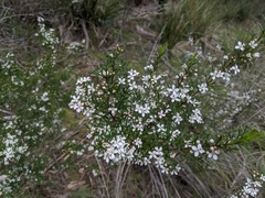 Cyanothamnus anemonifolius
