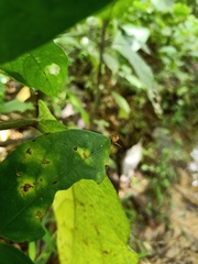 Pterygota