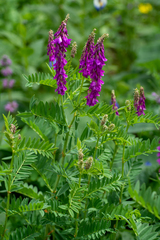 Hedysarum theinum