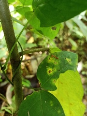 Pterygota