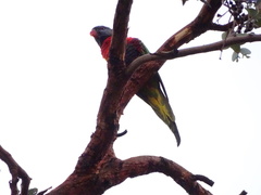 Trichoglossus moluccanus