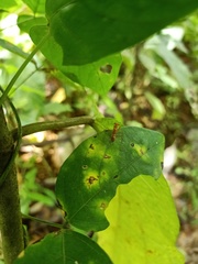 Pterygota