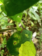 Pterygota