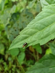 Aulacophora