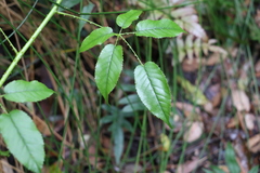 Rubus nebulosus