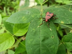 Pyrrhocoridae