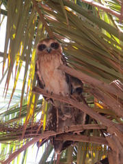 Ninox boobook ocellata