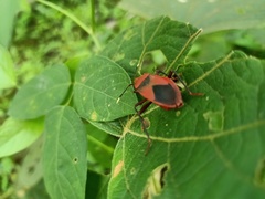 Pyrrhocoridae