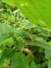 Pyrrhocoridae