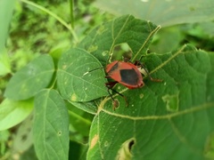 Pyrrhocoridae