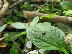 Orthoptera