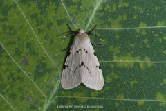 Spilosoma ummera