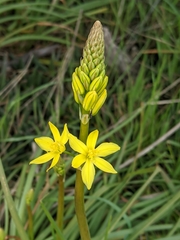 Bulbine glauca