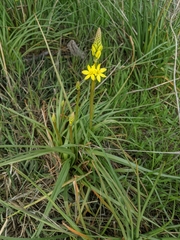 Bulbine glauca
