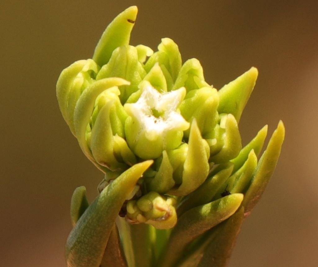 Thesium penicillatum
