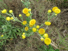Helichrysum decorum