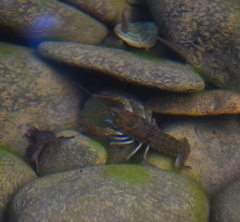 Austropotamobius pallipes