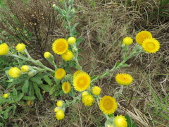 Helichrysum decorum