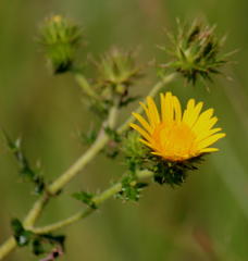 Berkheya erysithales