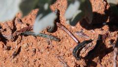 Atriplex lindleyi inflata