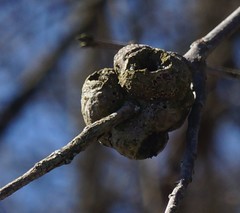 Callirhytis quercuscornigera