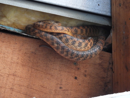 Brown Tree Snake sighting