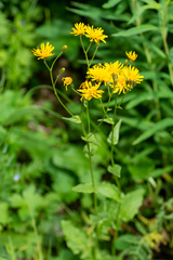 Crepis lyrata