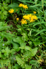 Crepis lyrata