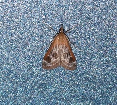 Pyrausta nexalis