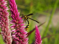 Phimenes flavopictus flavopictus