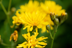 Crepis lyrata