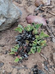 Faucaria bosscheana