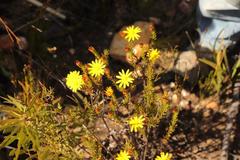 Osteospermum glabrum