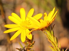 Osteospermum glabrum