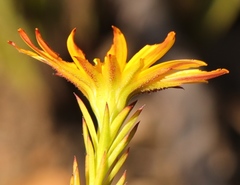 Osteospermum glabrum