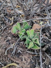 Faucaria bosscheana
