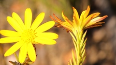 Osteospermum glabrum