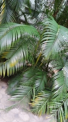 Dypsis lutescens