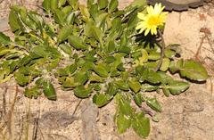 Haplocarpha lyrata