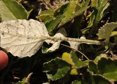 Haplocarpha lyrata