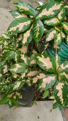 Graptophyllum pictum