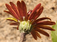 Haplocarpha lyrata