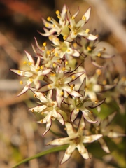 Wurmbea spicata