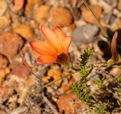 Romulea setifolia