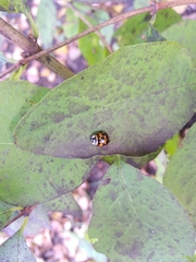 Harmonia axyridis